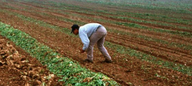 El campo busca entre estudiantes, camareros en paro o afectados por ERTE jornaleros para recoger las cosechas