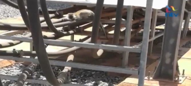 Un mono deja sin luz a Kenia