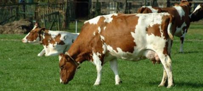 Detectado el primer caso de ‘vacas locas’ en Francia desde 2011