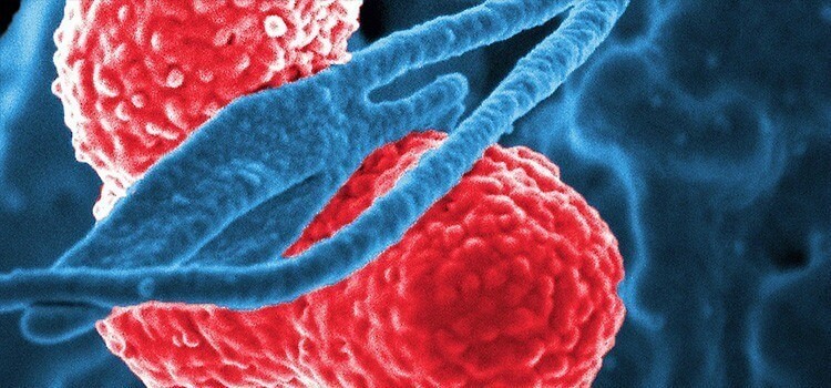 bacterias intestinales