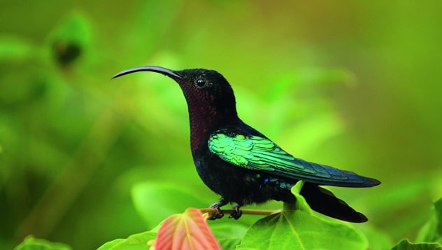 Dominica es un refugio para colibrís y otras especies animales © gydyt0jas © Getty Images an>