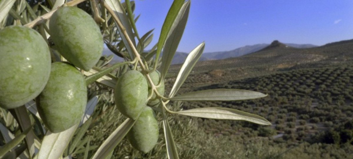 El sector de alimentación y bebidas alerta: la sequía puede provocar escasez de productos
