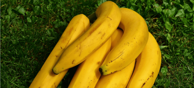 El plátano va a desaparecer y salvarlo depende de la ciencia