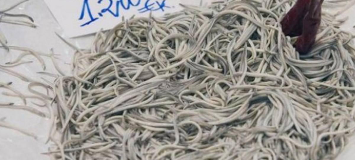 El precio de la angula se desploma un 30%, hasta 4.400 euros el kilo
