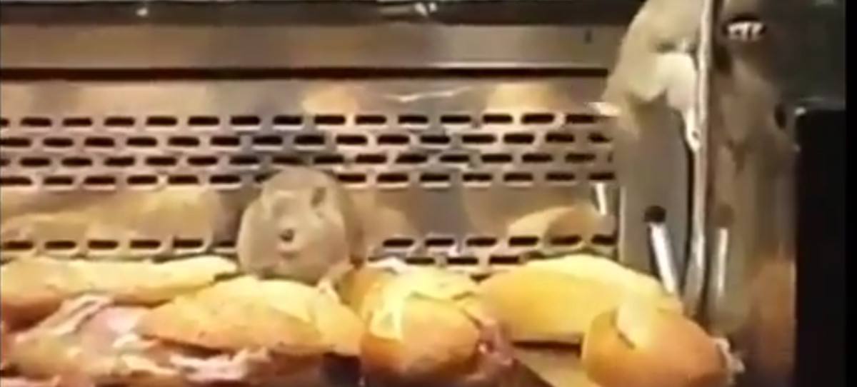 Ratas en una panadería de Granier en Madrid