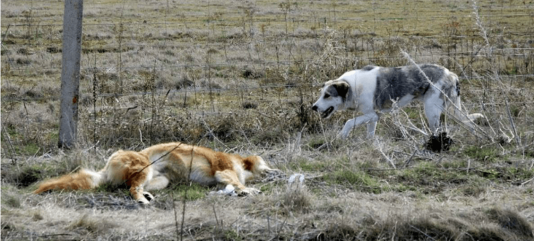 Condenan a una mujer a un año de cárcel por dejar morir a su perro.