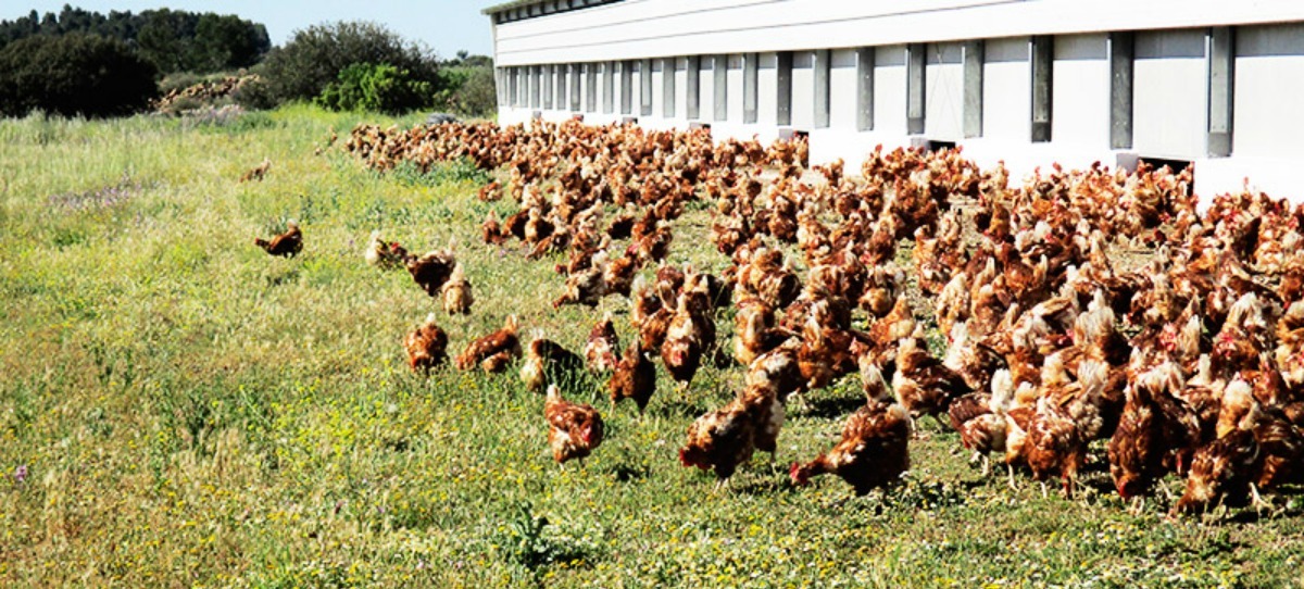 Los huevos de Mercadona se producirán en sistemas libres de jaula