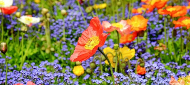 flor