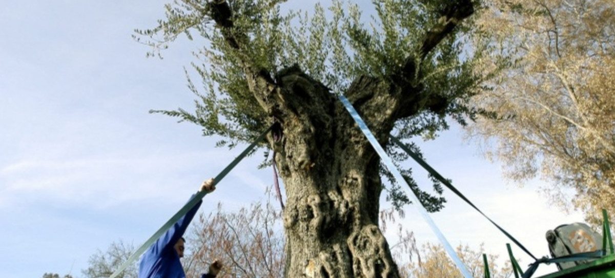 Andalucía prevé la segunda peor campaña de aceite de oliva en su historia