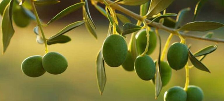 Las aceitunas españolas de mesa tendrán que pagar un nuevo arancel