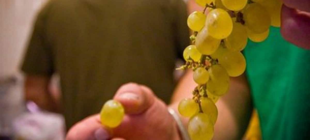 Las uvas de fin de año, un 20% más caras
