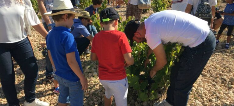 Vendimia Bodegas Luzón