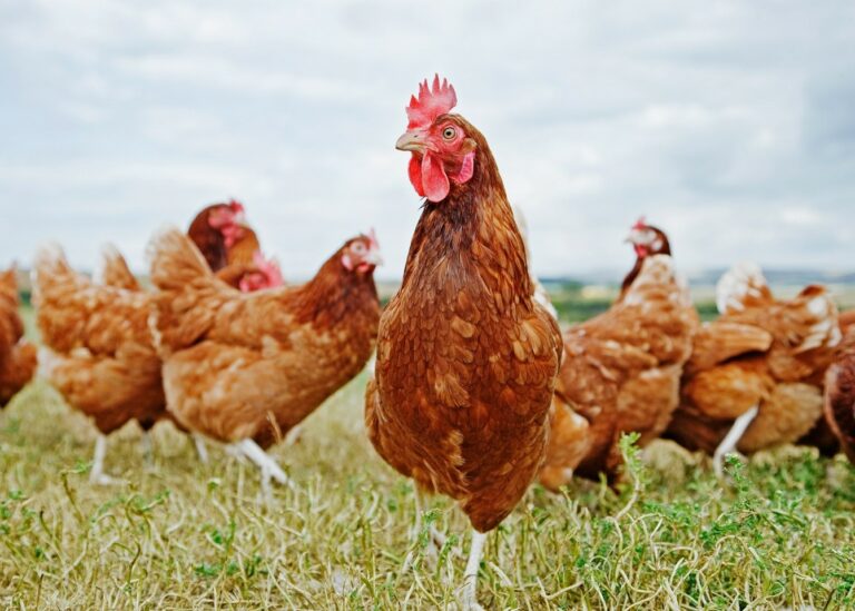 Nestlé solo utiliza huevos de gallinas libres de jaulas en Europa