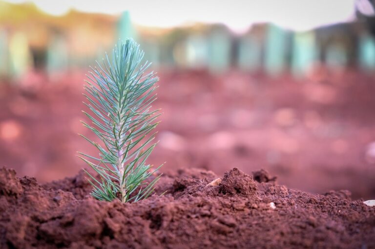 Nestlé contribuirá a recuperar bosques quemados con su iniciativa “Un bebé, un árbol”