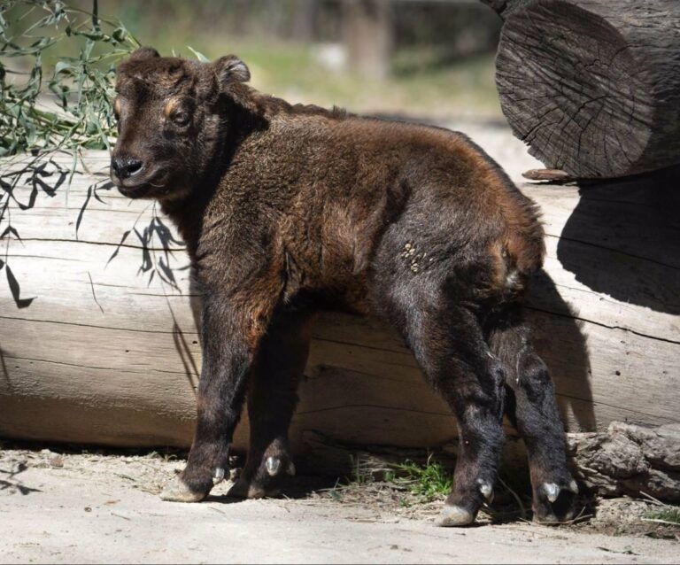 Zoo Aquarium de Madrid, abierto de lunes a domingo