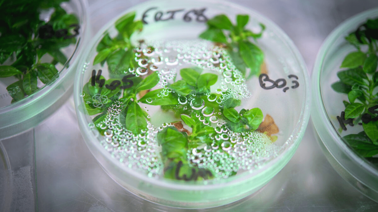 Nestlé fortalece su experiencia en ciencias agrícolas