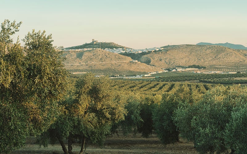 Roban 6.000 litros de aceite de la galardonada almazara Terraverne